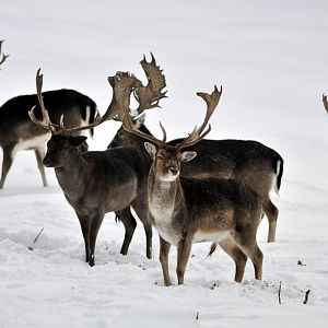 Common fallow deer at Wildpark Neuhaus