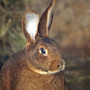 Hare rabbit at Wildpark Neuhaus