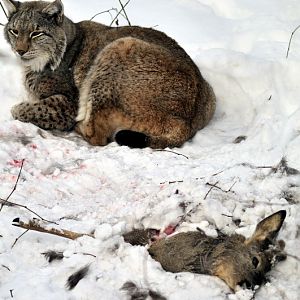 Lynx with prey at Wildpark Neuhaus