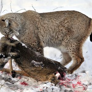 Lynx with prey at Wildpark Neuhaus
