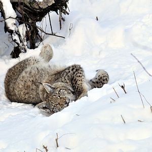 Young lynx at Wildpark Neuhaus
