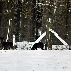 Black roe deer at Wildpark Neuhaus