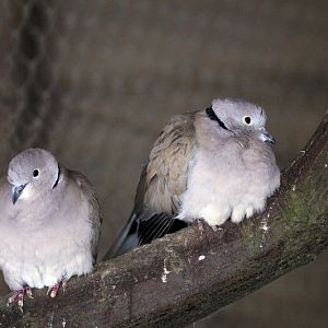 Eurasian collared dove at Wildpark Neuhaus