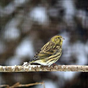 European serin at Wildpark Neuhaus