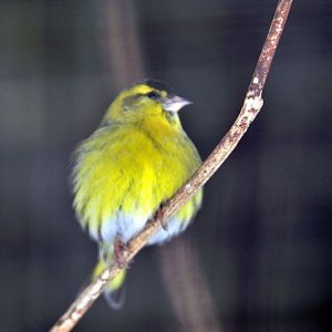 Eurasian Siskin at Wildpark Neuhaus