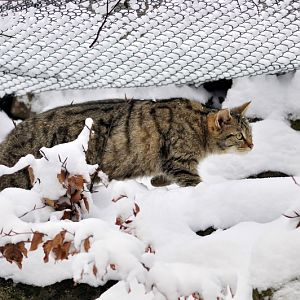 Wildcat at Wildpark Neuhaus