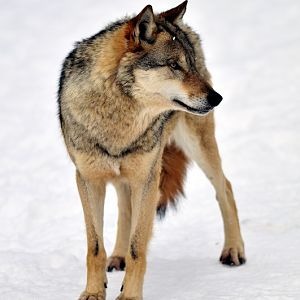 Wolf at Wildpark Neuhaus