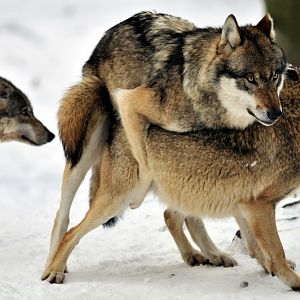 Wolf at Wildpark Neuhaus