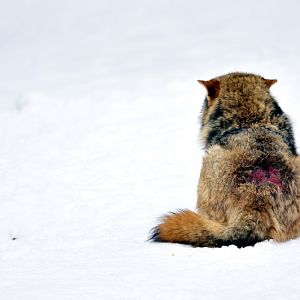 Wolf at Wildpark Neuhaus