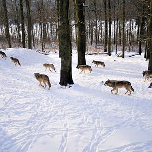 Wolf at Wildpark Neuhaus