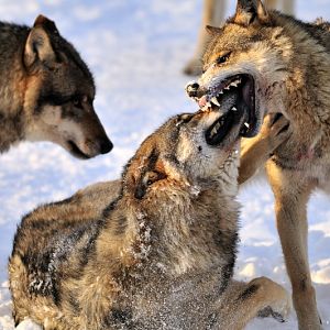 Wolf at Wildpark Neuhaus