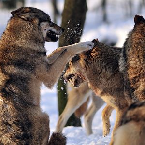 Wolf at Wildpark Neuhaus