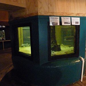 Aquarium Interior - Only About 35 Tanks In Total