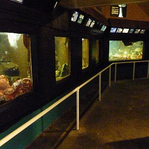 Aquarium Interior - Only About 35 Tanks In Total