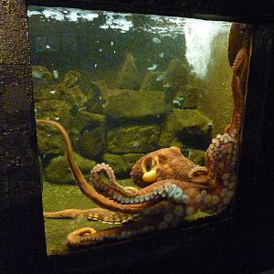 Giant Pacific Octopus