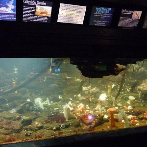 Sea Cucumber/Anemone Exhibit