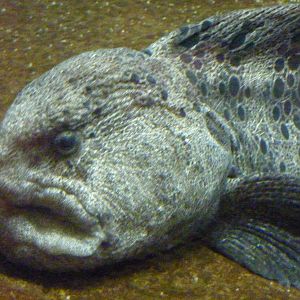 Wolf Eel