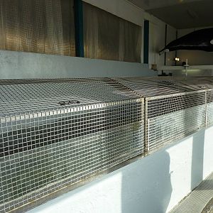 11 Harbour Seals In A Bathtub