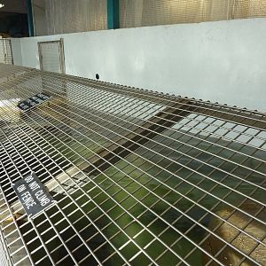 11 Harbour Seals In A Bathtub
