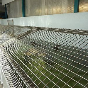 11 Harbour Seals In A Bathtub