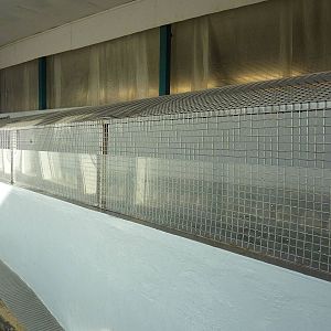 11 Harbour Seals In A Bathtub