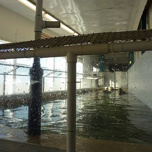 11 Harbour Seals In A Bathtub