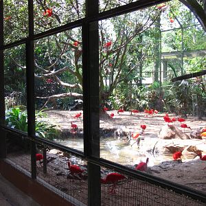 Ibis Aviary