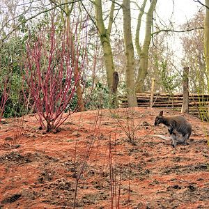 Australia! - The new themeworld at Hannover