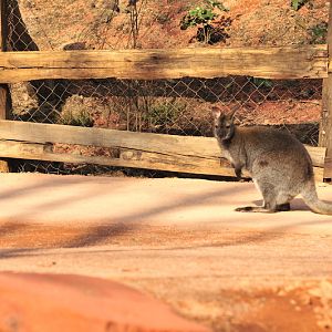 Australia! - The new themeworld at Hannover