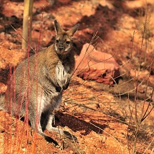 Australia! - The new themeworld at Hannover