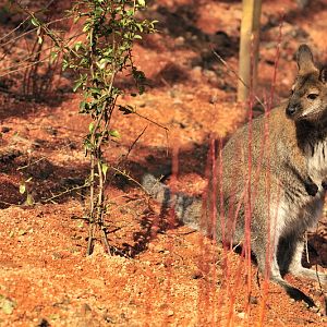 Australia! - The new themeworld at Hannover