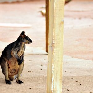 Australia! - The new themeworld at Hannover