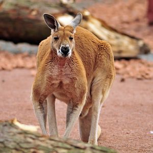 Australia! - The new themeworld at Hannover