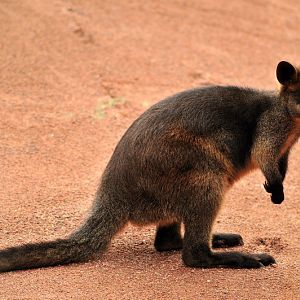 Australia! - The new themeworld at Hannover