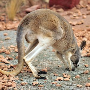 Australia! - The new themeworld at Hannover