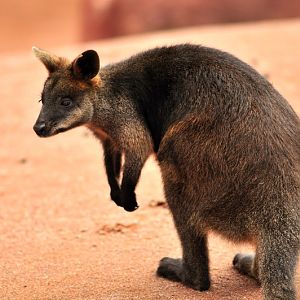 Australia! - The new themeworld at Hannover