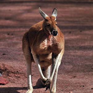 Australia! - The new themeworld at Hannover