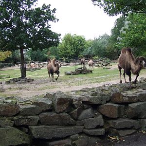 Bactrian Camel enclosure