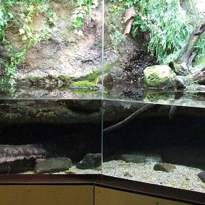 Chinese Giant Salamander