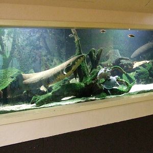 Australian Lungfish