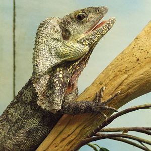 Frilled Lizard