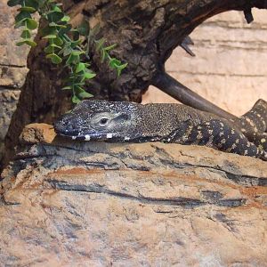 Lace Monitor