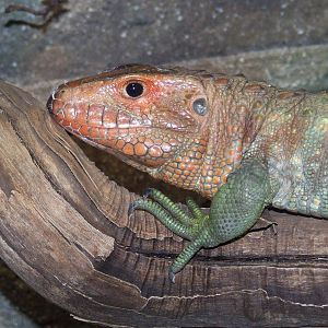 Caiman Lizard