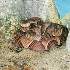 Copperhead