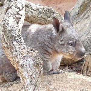 Young Wombat