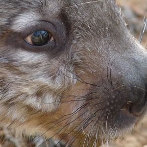 Young hairy nosed wombat