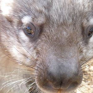 Young Wombat