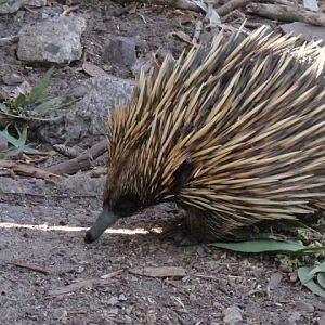 Echidna