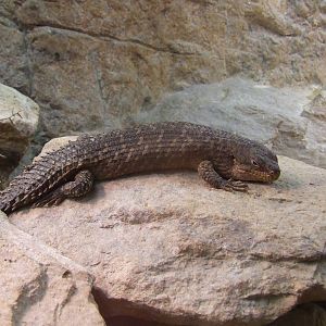 Gidgee Skink