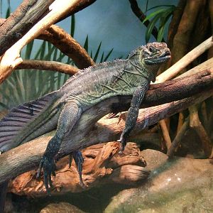 Philippine Sail-finned Lizard